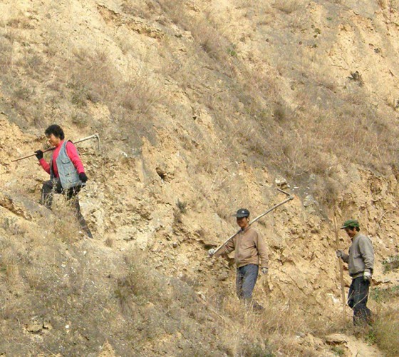 雖沒(méi)有十里桃林，漫山遍野的灼灼芳華。但我們有萬(wàn)畝國(guó)家級(jí)標(biāo)準(zhǔn)化油橄欖種植示范基地，漫山遍野，香氣撲鼻。畝是中國(guó)市制土地面積單位，一畝等于六十平..