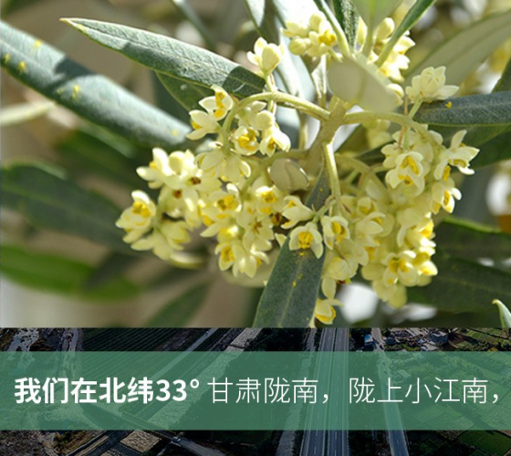 武都的氣候、土壤等與地中海沿岸極其相似，同處于世界頂級(jí)油橄欖黃金生產(chǎn)帶（32°58--33°36）年平均氣溫為14.7°，年日照時(shí)數(shù)1911..